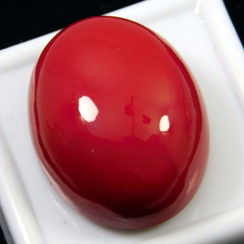 Corallo rosso italiano - rosso,